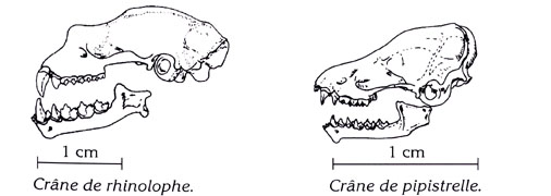 crâne de chauve-souris